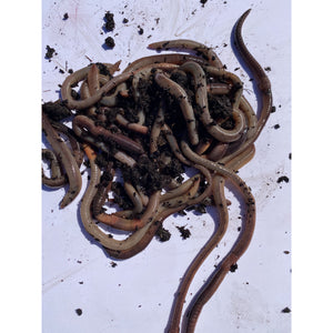 Lobworms